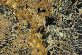 Polished Petrified Wood Slab - Sweethome, Oregon #128597-1